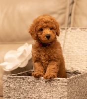 Toy Poodle Puppies for sale in North Highlands, California. price: $2,000