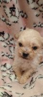 Toy Poodle Puppies for sale in Laurens County, SC, USA. price: $650