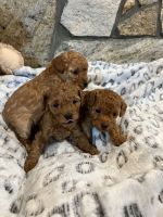 Toy Poodle Puppies for sale in Farmington, Connecticut. price: $1,800
