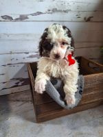 Toy Poodle Puppies for sale in Mt Angel, OR 97362, USA. price: $1,500