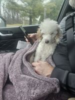 Toy Poodle Puppies for sale in Ranson, West Virginia. price: $600