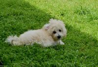 Toy Poodle Puppies for sale in Leander, Texas. price: $1,600