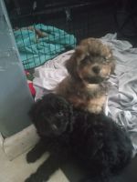 Toy Poodle Puppies for sale in Rockwood, Michigan. price: $550