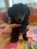 Toy Poodle Puppies for sale in Willis, Texas. price: $1,300
