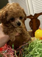 Toy Poodle Puppies for sale in Willis, Texas. price: $2,000