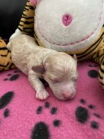 Toy Poodle Puppies for sale in Charlotte, North Carolina. price: $1,500