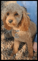 Toy Poodle Puppies for sale in Gallatin, MO 64640, USA. price: $2,000