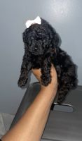Toy Poodle Puppies for sale in Portsmouth, Virginia. price: $2,000