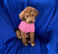 Toy Poodle Puppies for sale in Downey, CA, USA. price: $1,600