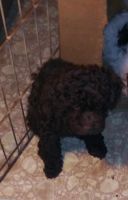 Toy Poodle Puppies for sale in Wilkesboro, NC, USA. price: $575