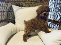 Toy Poodle Puppies for sale in Apple Valley, Minnesota. price: $1,000