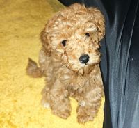 Toy Poodle Puppies for sale in Fort Worth, Texas. price: $1,500