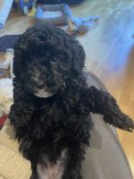 Toy Poodle Puppies for sale in Menlo Park, California. price: $500