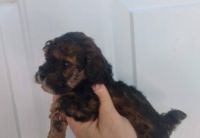 Toy Poodle Puppies for sale in Dallas, GA, USA. price: NA