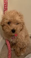 Toy Poodle Puppies for sale in Philadelphia, PA, USA. price: NA
