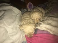 Toy Poodle Puppies for sale in 118 W Mechanic St, Frostburg, MD 21532, USA. price: NA
