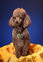 Toy Poodle Puppies for sale in Clackamas, OR, USA. price: NA