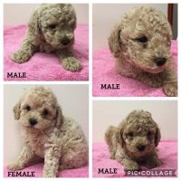 Toy Poodle Puppies for sale in Rensselaer, IN 47978, USA. price: NA