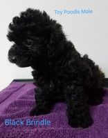 Toy Poodle Puppies for sale in Shirley, NY, USA. price: NA