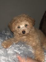 Toy Poodle Puppies for sale in Brookhaven, PA 19015, USA. price: NA
