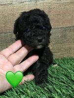Toy Poodle Puppies for sale in Columbia, MS 39429, USA. price: NA