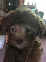Toy Poodle Puppies for sale in Albion, IN 46701, USA. price: NA