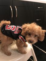 Toy Poodle Puppies for sale in Peoria, AZ, USA. price: NA