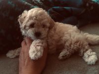 Toy Poodle Puppies for sale in El Sobrante, CA, USA. price: NA