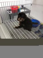 Toy Poodle Puppies for sale in Hinsdale, IL 60521, USA. price: NA