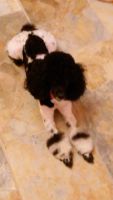 Toy Poodle Puppies for sale in Rutherfordton, NC, USA. price: NA