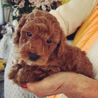 Toy Poodle Puppies for sale in Northampton, MA, USA. price: NA