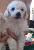Toy Poodle Puppies for sale in Ocala, FL, USA. price: NA