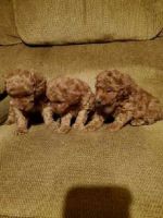 Toy Poodle Puppies for sale in 124 Madden Road, Purvis, MS 39475, USA. price: NA
