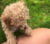 Toy Poodle Puppies for sale in Vancouver, WA 98662, USA. price: NA