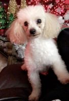 Toy Poodle Puppies for sale in Baton Rouge, LA 70809, USA. price: NA