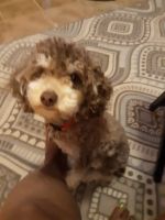 Toy Poodle Puppies for sale in Rex, GA, USA. price: NA