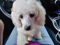 Toy Poodle Puppies for sale in Bloomingdale, IL, USA. price: NA