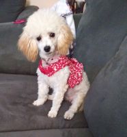Toy Poodle Puppies for sale in Chesapeake, VA, USA. price: NA