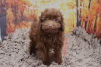 Toy Poodle Puppies for sale in Las Vegas, NV 89139, USA. price: NA