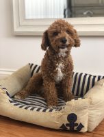 Toy Poodle Puppies for sale in New York, NY, USA. price: NA
