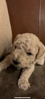 Toy Poodle Puppies for sale in LaFayette, GA 30728, USA. price: NA