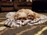 Toy Poodle Puppies for sale in Belvidere, IL 61008, USA. price: NA