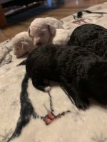 Toy Poodle Puppies for sale in Scobey, MS 38953, USA. price: NA
