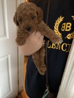 Toy Poodle Puppies for sale in Flushing, Queens, NY, USA. price: NA