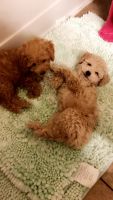 Toy Poodle Puppies for sale in Tucson, AZ, USA. price: NA