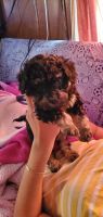 Toy Poodle Puppies for sale in Kannapolis, NC, USA. price: NA
