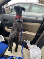 Toy Poodle Puppies for sale in Tumwater, WA, USA. price: NA