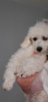 Toy Poodle Puppies for sale in Fayetteville, NC, USA. price: NA