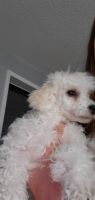 Toy Poodle Puppies for sale in Fayetteville, NC, USA. price: NA
