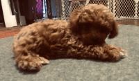 Toy Poodle Puppies for sale in Richmond, CA, USA. price: NA
